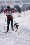 Lenk 2013